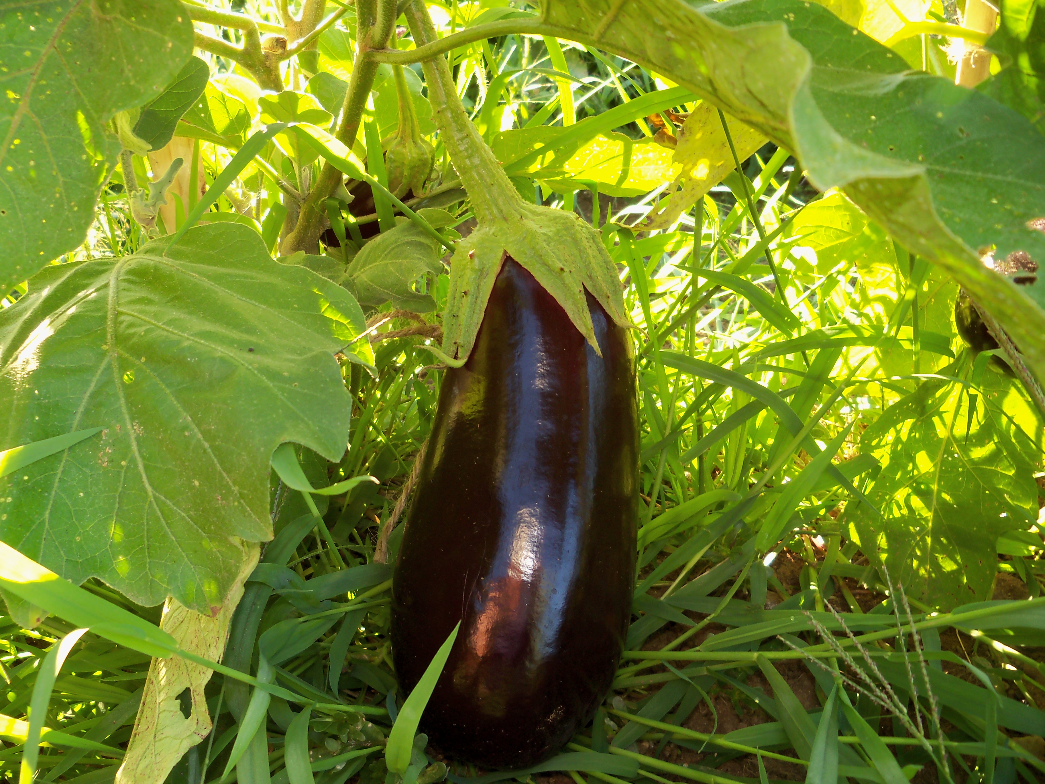 Organic Eggplants Autumn Harvest Orchard Llc 