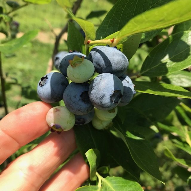Blueberries | Autumn Harvest Orchard, LLC